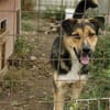 Liebevolles Zuhause für Nero gesucht