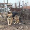 Liebevolles Zuhause für Nero gesucht