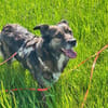 Luna sucht ein neues Zuhause