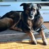 Luna sucht ein neues Zuhause