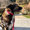 Luna sucht ein neues Zuhause