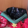 Tom & Ruby - Tolle Lackfellchen suchen  Familie