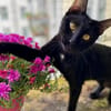 Tom & Ruby - Tolle Lackfellchen suchen  Familie