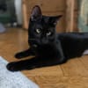 Tom & Ruby - Tolle Lackfellchen suchen  Familie