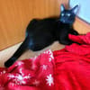 Tom & Ruby - Tolle Lackfellchen suchen  Familie
