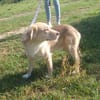 Balou sucht nach Enttäuschung neues Zuhause