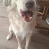 Balou sucht nach Enttäuschung neues Zuhause
