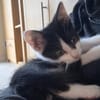 Babykater Fiete