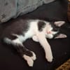 Babykater Fiete