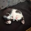 Babykater Fiete