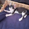 Babykater Fiete