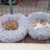 Max und Moritz