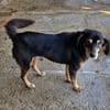 Bogi, 8 Jahre, handlich und lieb