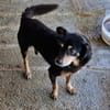 Bogi, 8 Jahre, handlich und lieb