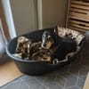 Bogi, 8 Jahre, handlich und lieb