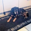 Bogi, 8 Jahre, handlich und lieb