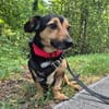 Heidi Tierschutzhund in 38448 Wolfsburg