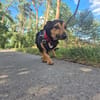 Heidi Tierschutzhund in 38448 Wolfsburg