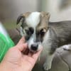 POPPY - Superstar auf 4 Pfoten