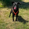 Freundliche Elsa sucht ein ruhiges Zuhause mit Herz