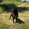 Freundliche Elsa sucht ein ruhiges Zuhause mit Herz