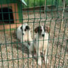 Aufgeweckte Chanel sucht Ihr Zuhause!