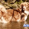 Vermittlungshilfe Aramis; 88239 Amtzell