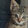 Opale [Chaton]