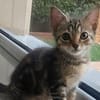Opale [Chaton]