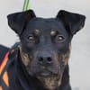 CHAYA