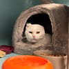 CANNELLE A17342
