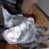 CHAT'PITRE chaton noir
