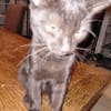 CHAT'PERLIPOPETTE chatonne noir