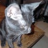 CHAT'PERLIPOPETTE chatonne noir