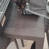 ALTESSE chatonne 1 an