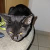 CHAT'OUILLE chatonne noire