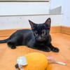 A l'adoption BERIE