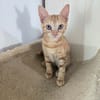 A l'adoption BERGAMOTE