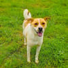 Ginger der perfekte Familienhund