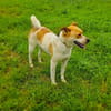Ginger der perfekte Familienhund