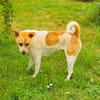Ginger der perfekte Familienhund