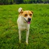 Ginger der perfekte Familienhund
