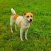 Ginger der perfekte Familienhund