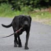 Basti - kinderlieber Familienhund