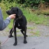 Basti - kinderlieber Familienhund