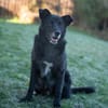 Rex sucht Menschen mit Körbchen