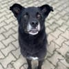Rex sucht Menschen mit Körbchen