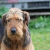 Arin - angenehmer, liebenswerter Rüde