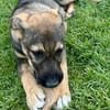Ronja verspielt und neugierig