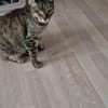 ❤ Greta sucht ihr Für-immer-Zuhause ❤